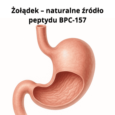 BPC-157 – naturalna regeneracja organizmu